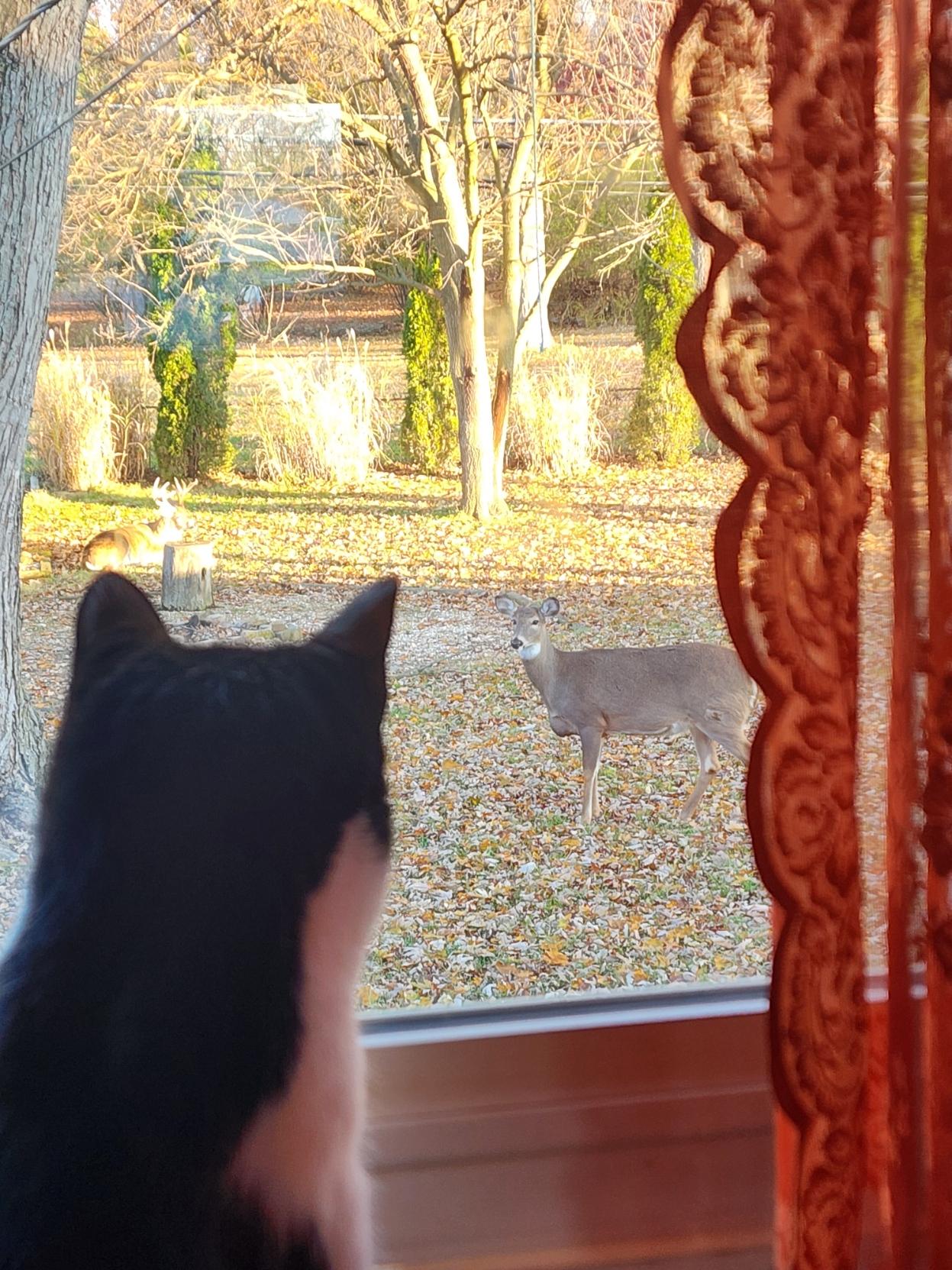 Photo of the top half of a tuxedo cat from behind where hes staring out a window into a yard covered in leaves with 2 deer, one has antlers is lying down in the far background and the other is closer standing up and staring back at the window